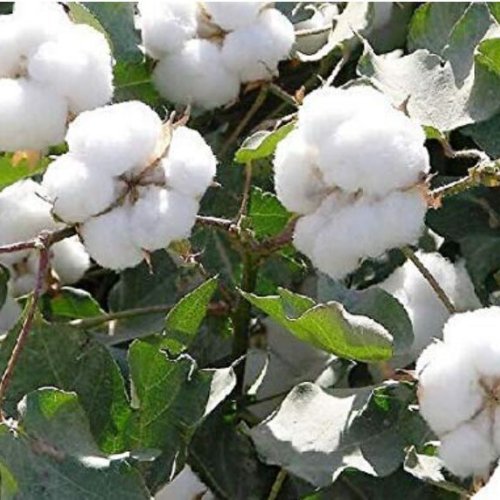Pure Raw Cotton