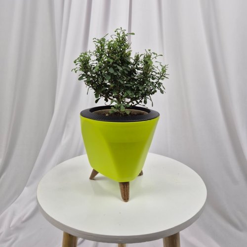 Plastic Green Lagos Flower Pot