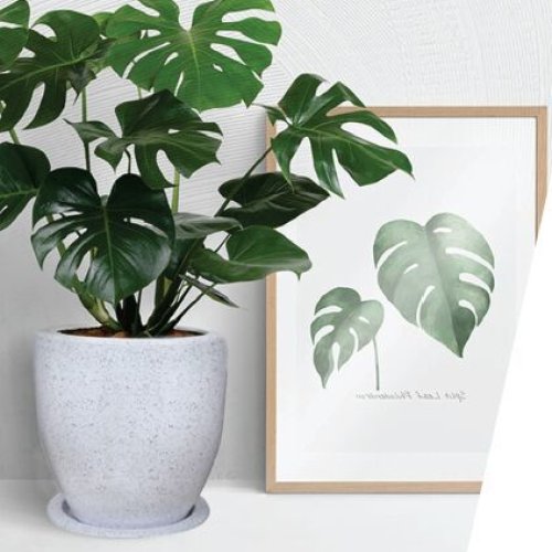 Round Casa Plastic Planter