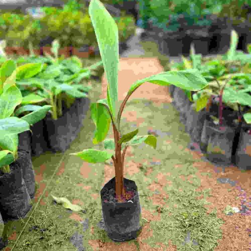 Banana Plant