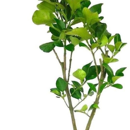 Grapefruit Plant