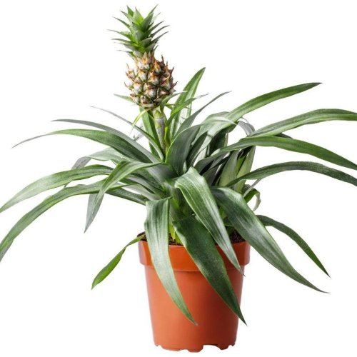 Pineapple Plant