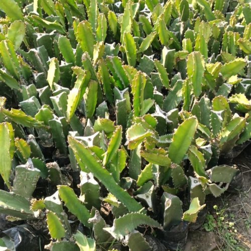 Red Dragon Fruit Plant