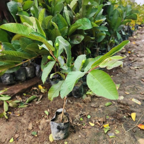Thai Pink Guava Plant