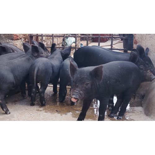 Live Newborn Piglet for Farming