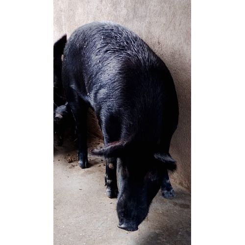 Male Live Pig