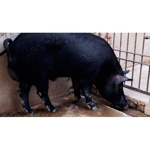 Female Live Pig