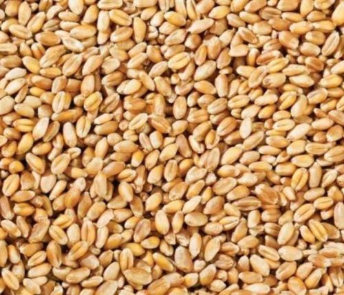 Wheat Grain