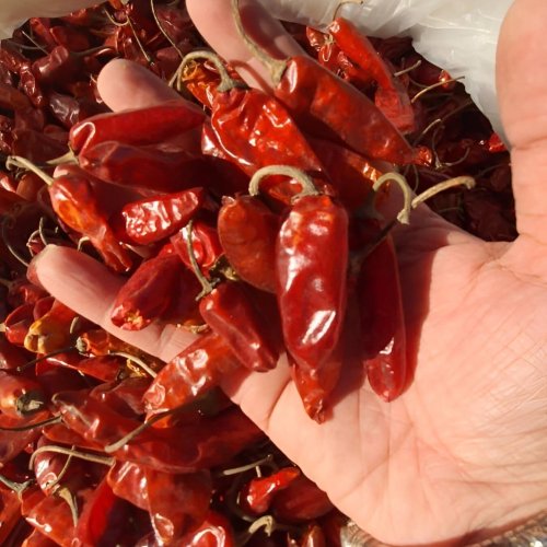 Bullet Dry Red Chilli