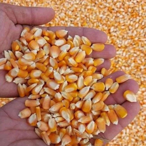 Yellow Maize Seeds