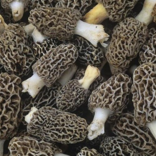 Gucchi Mushroom