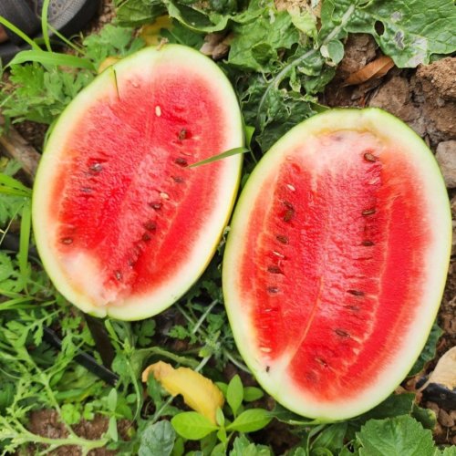 Simba Watermelon