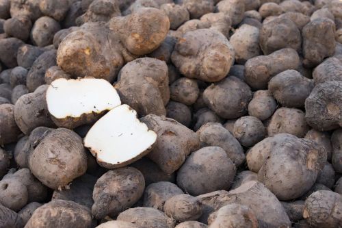 Fresh Yam