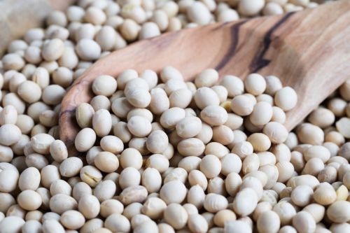 Soybean Pulses