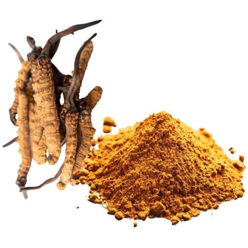 Cordyceps Mushroom Extract