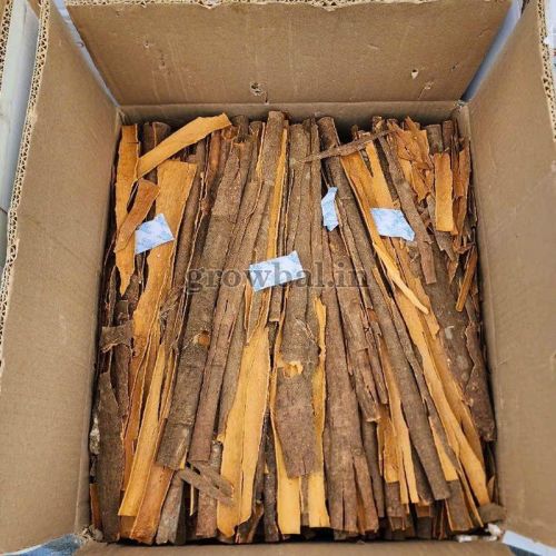 Split Cassia