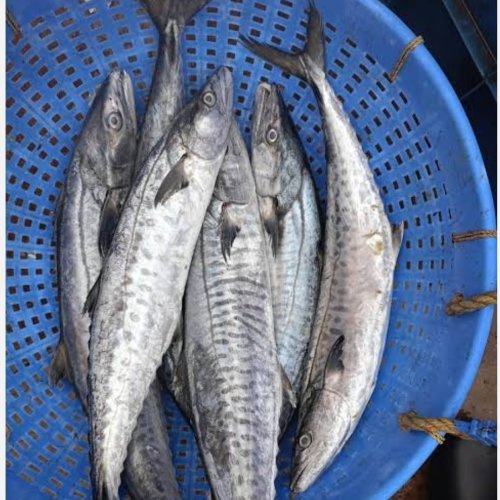 Frozen King Fish