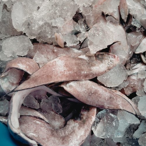 Frozen Lepo Fish