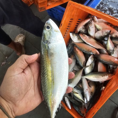 Frozen Mackerel Fish