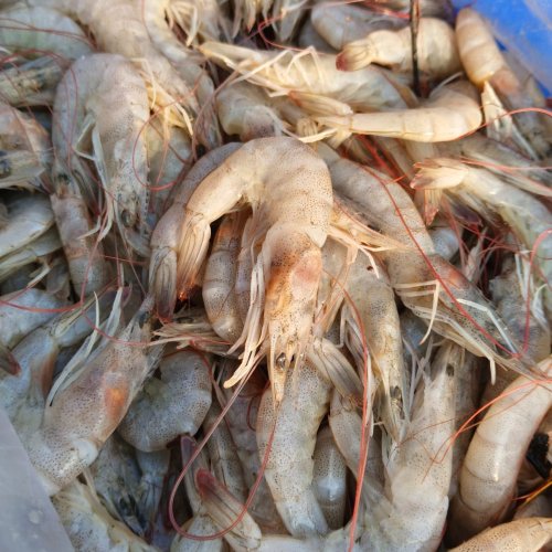Frozen Shrimps