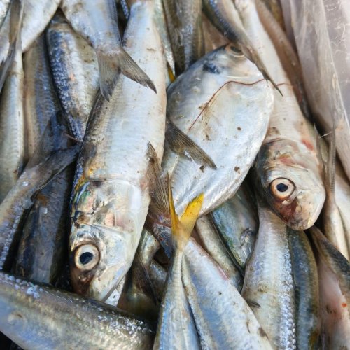Frozen Small Tarli Fish
