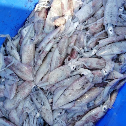 Frozen Squid Fish