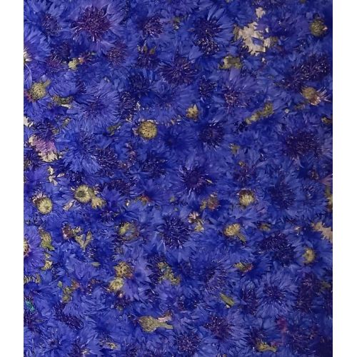 Blue Cornflowers