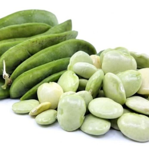 Large White Lima Beans (Kutch Origin)