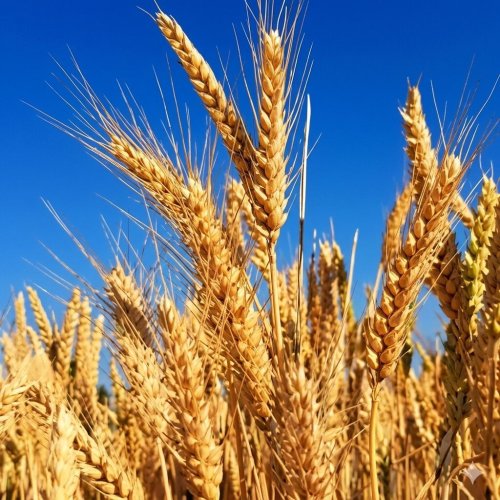 LOK-1 Wheat: Premium Quality for Soft, Nutritious Chapatis