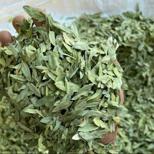 Dried Senna Leaves
