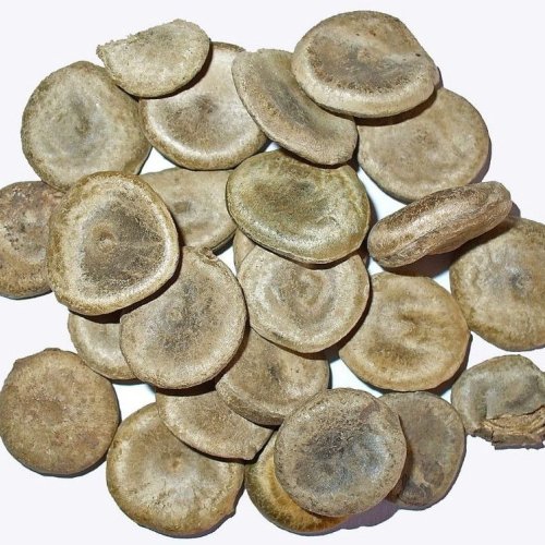 Zeher Kuchla Seeds