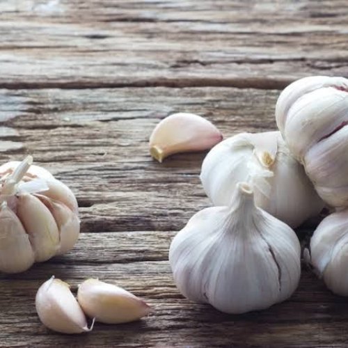 Garlic