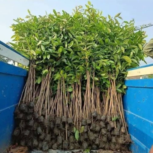 Red African Mahogany Plants
