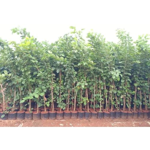 Red Sandalwood Live Plants