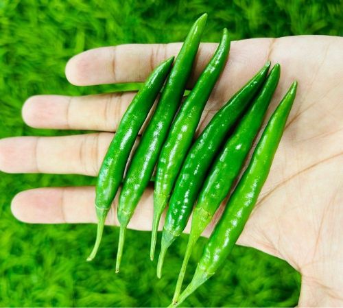 G4 Fresh Green Chilli