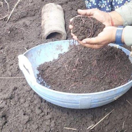 Organic Vermicompost