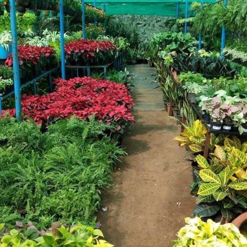 Plant Nursery Development Service