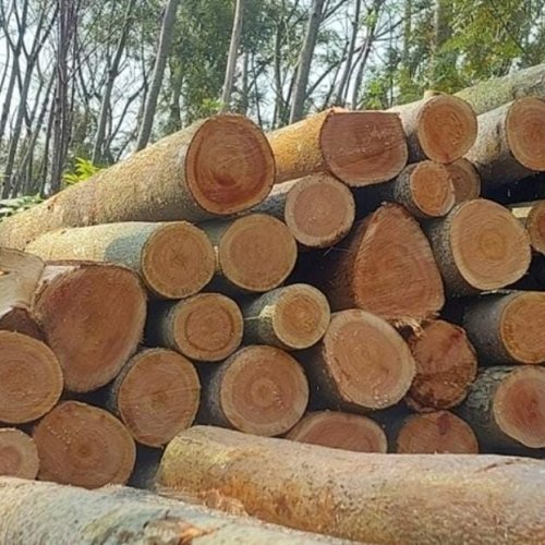 Raw Timber Logs