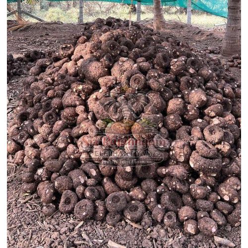A Grade Elephant Yam