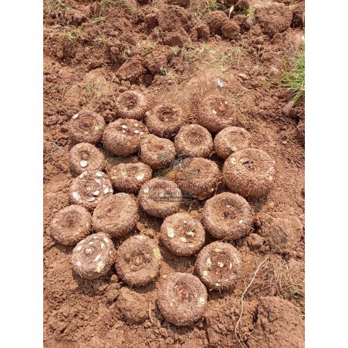 Fresh Elephant Yam