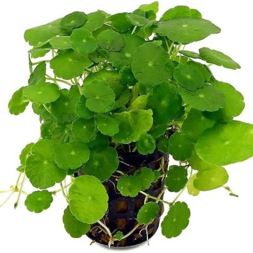 Mandukaparni Whole Plant