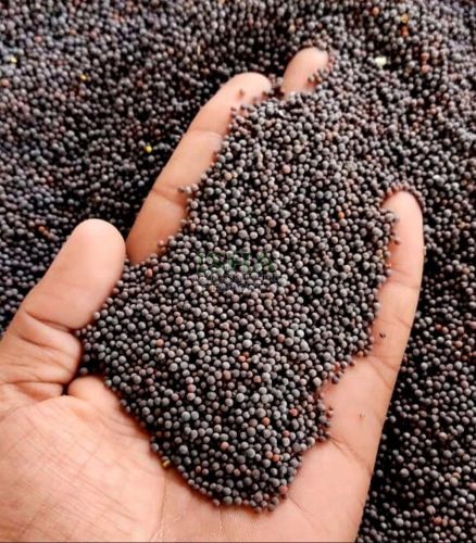 A Grade Black Mustard Seed