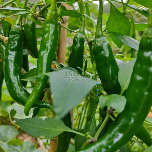 A Grade Fresh Green Chilli
