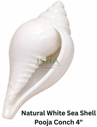 Natural White Sea Shell