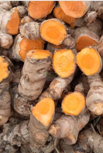 Raw Turmeric Finger