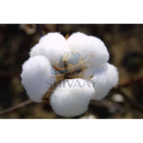 Natural Raw Cotton