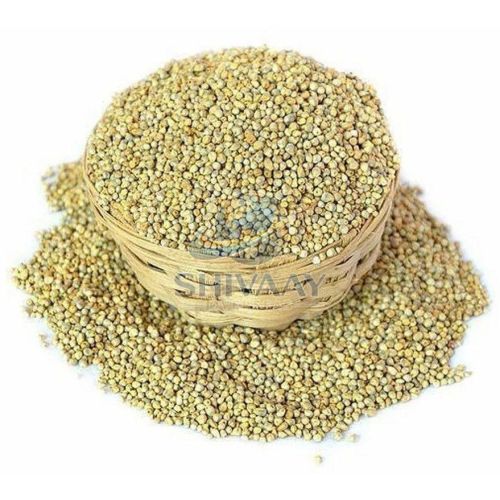 Pearl Millet Bajra