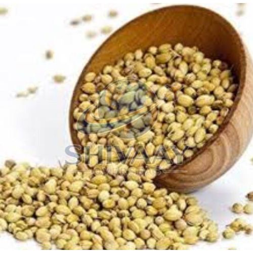 Whole Coriander Seeds
