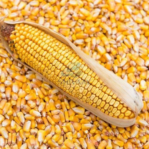 Yellow Maize Corn