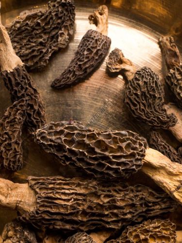 Organic Gucchi Mushroom